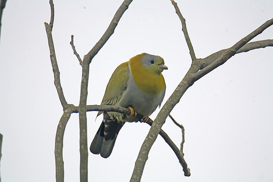 Yellow-footed Green Pigeon Perched On Bare Tree Branch