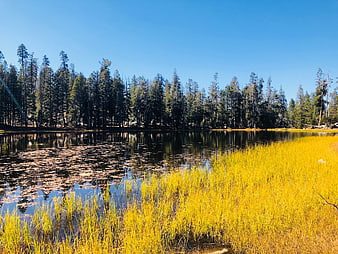 Serene lake with golden yellow grass and pine forest reflection