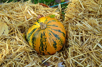 Orange and Green Pumpkin on Hay Bale