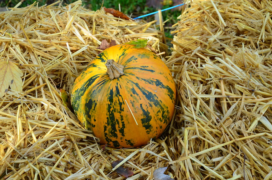 Orange and Green Pumpkin on Hay Bale