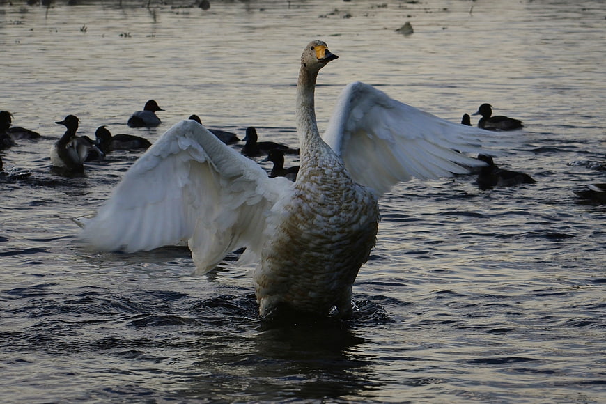 White Swan Spreading Wings in Pond with Ducks