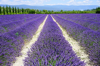 Vibrant Lavender Field Rows with Leading Lines to Distant Mountains