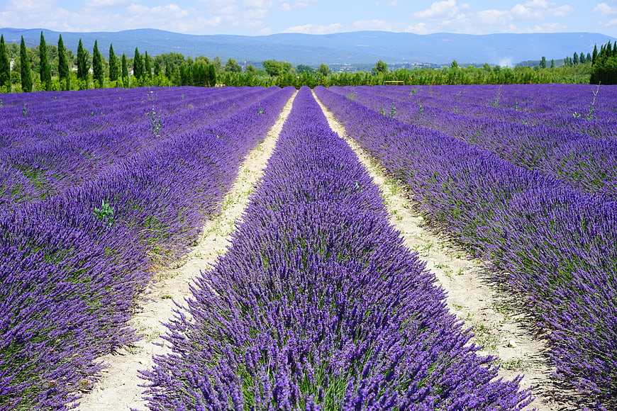 Vibrant Lavender Field Rows with Leading Lines to Distant Mountains