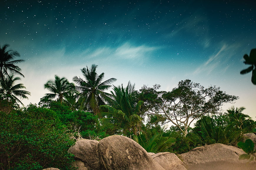 Tropical Night Sky with Stars and Palm Trees Silhouette