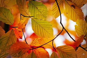 Autumn Beech Leaves Backlit by Golden Sunlight