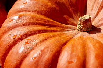 Close-up of a textured orange pumpkin with water droplets