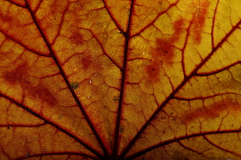 Close-up of translucent autumn leaf veins and texture