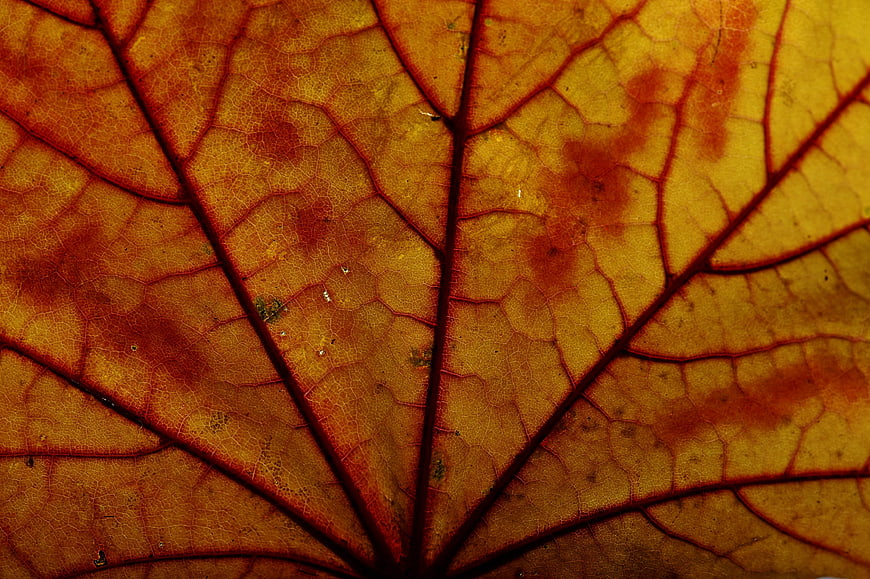 Close-up of translucent autumn leaf veins and texture