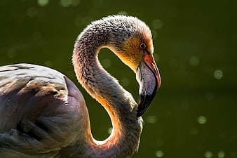 Close-up of a Flamingo with Curved Neck and Beak