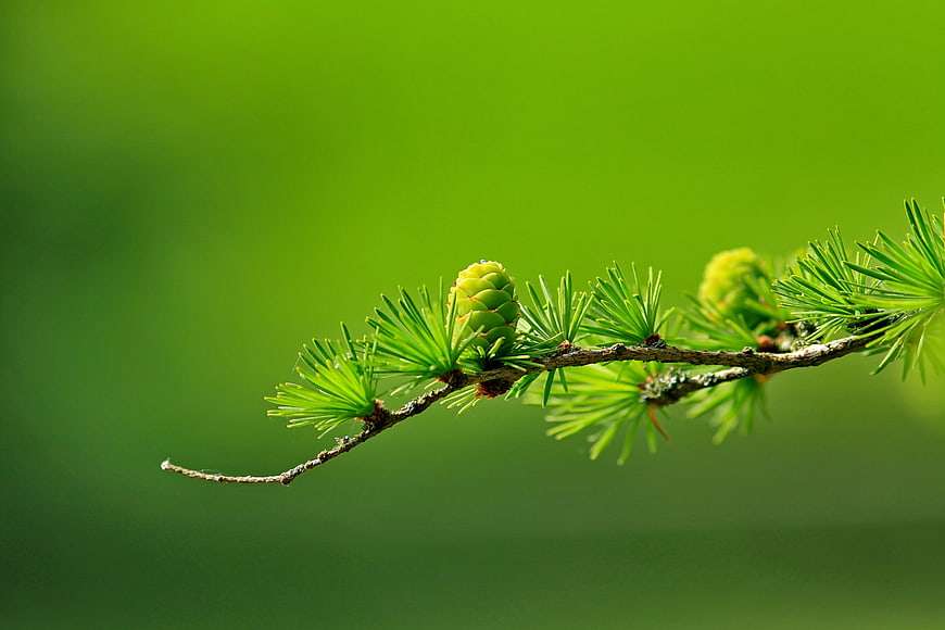 Close-up of a green larch branch with needles and cones