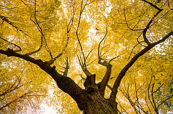 Low angle view of yellow autumn tree canopy
