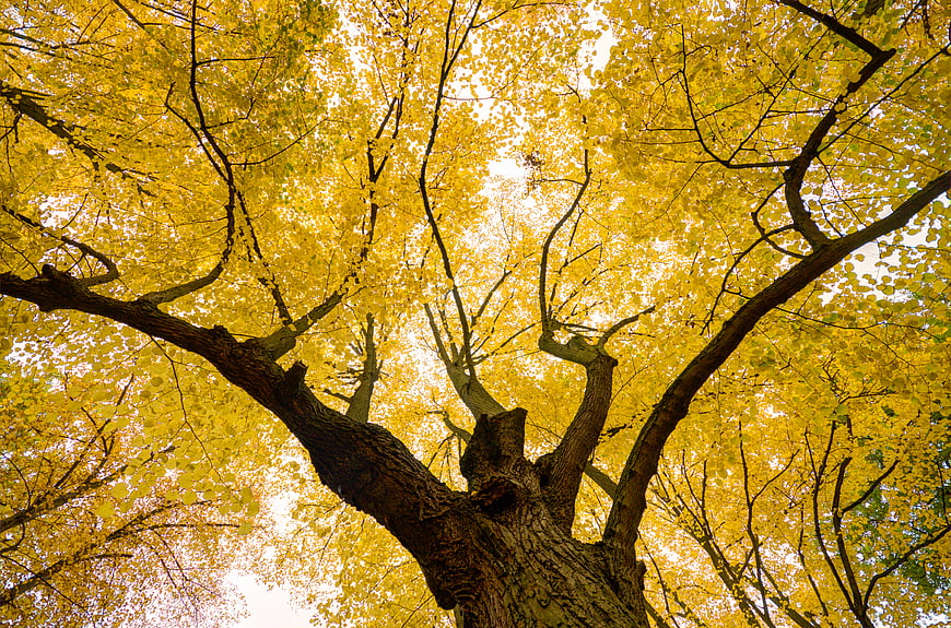 Low angle view of yellow autumn tree canopy