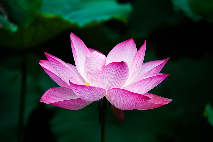 Pink Lotus Flower Close-Up on Dark Green Background