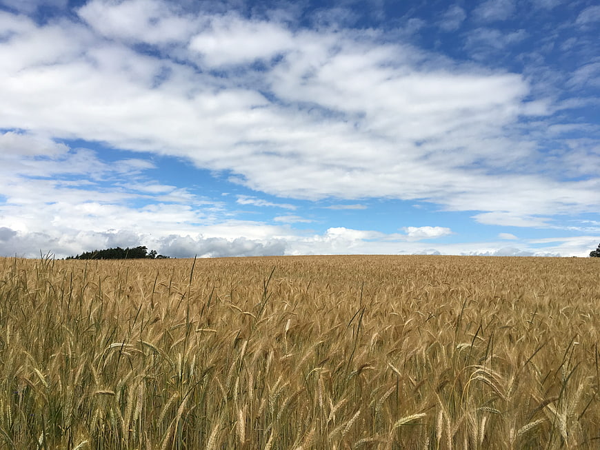 Golden wheat field under blue sky with white clouds