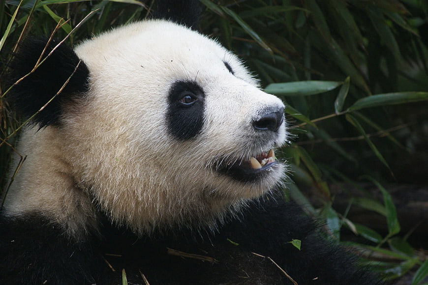 Close-up portrait of a giant panda with bamboo background