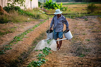 Farmer watering crops with traditional shoulder pole buckets
