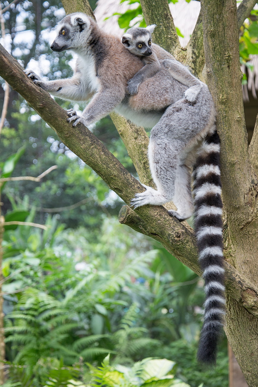 Ring-tailed Lemur with Baby on Tree Branch