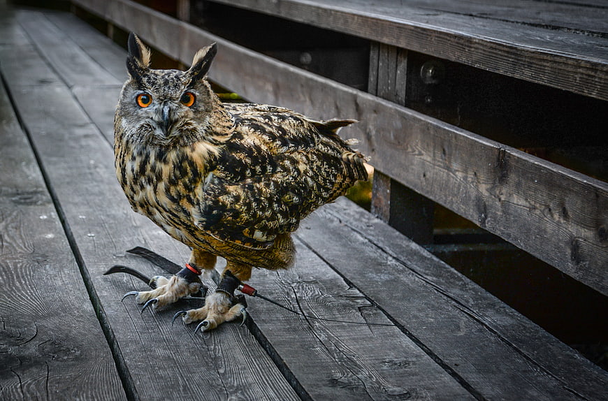 Eurasian Eagle Owl on Wooden Deck with Leg Bands