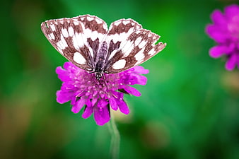 White and Brown Butterfly on Purple Clover Flower