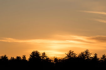Golden Sunset Sky Over Silhouetted Pine Forest