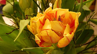 Close-up of vibrant yellow and orange variegated tulip flower