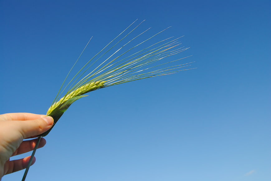 Hand holding green wheat stalk against blue sky