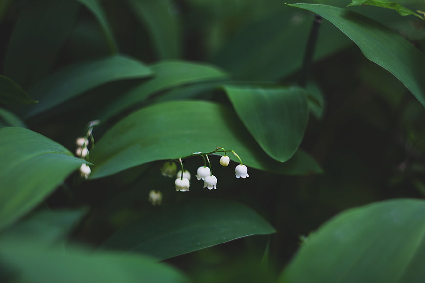 Close-up of white lily of the valley flowers on green leaves