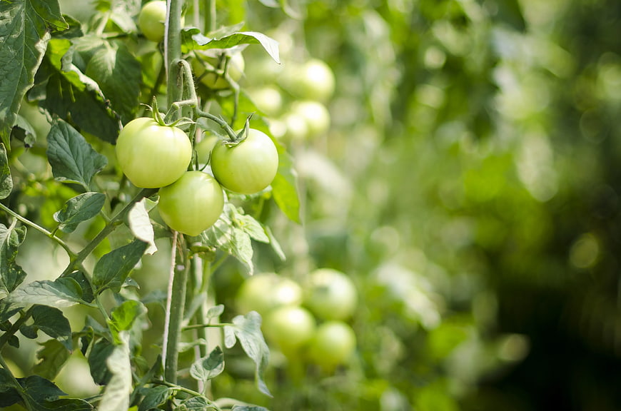 Green tomatoes growing on vine in garden