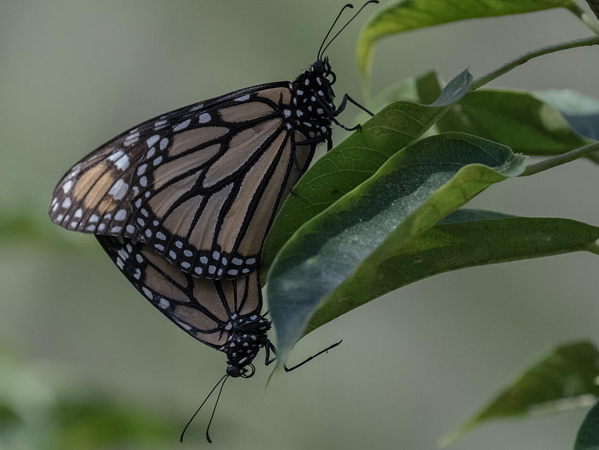 Two Monarch Butterflies Mating on Green Leaf