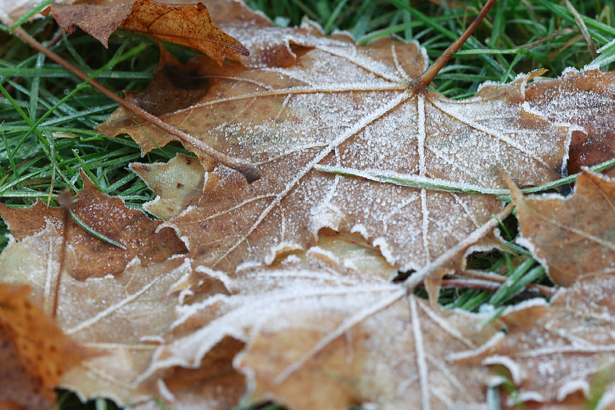 Frosty brown maple leaf on green grass in autumn