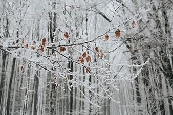 Frosty Branches with Brown Leaves in Winter Forest