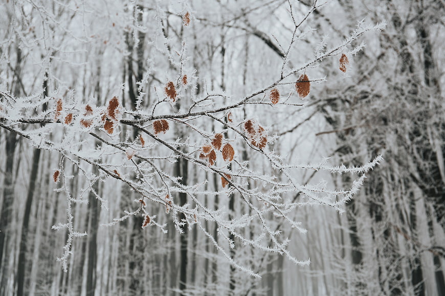 Frosty Branches with Brown Leaves in Winter Forest