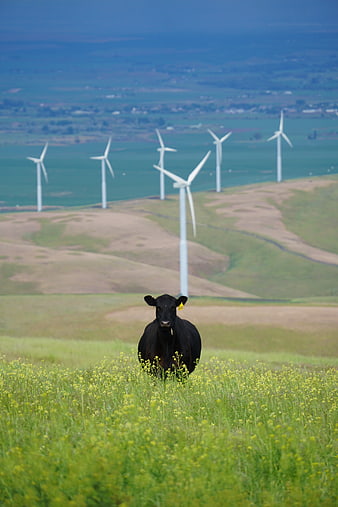 Black Cow in Green Pasture with Wind Turbines