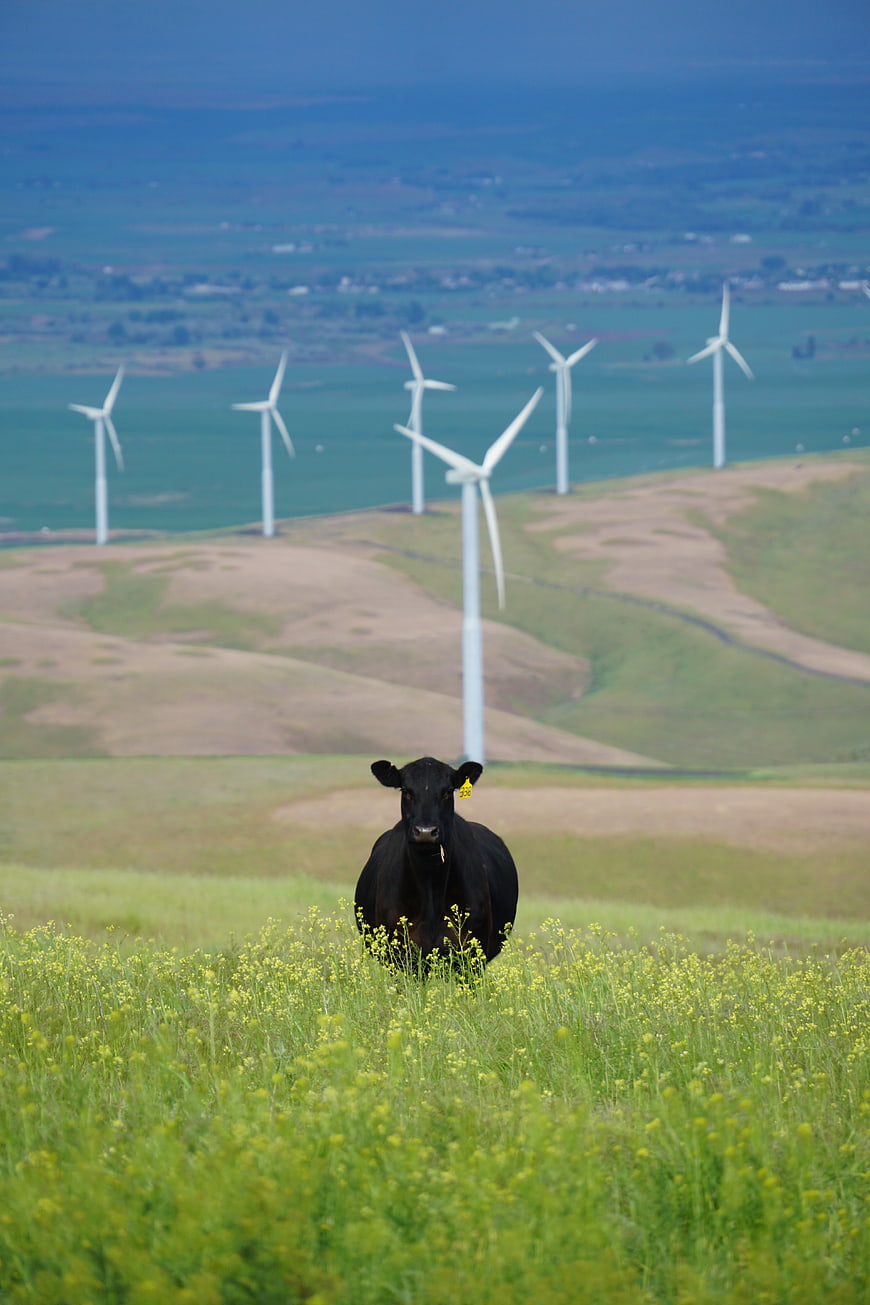 Black Cow in Green Pasture with Wind Turbines