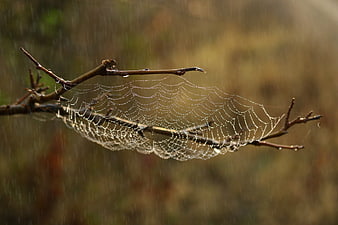 Raindrops on Spider Web Between Bare Branches in Autumn