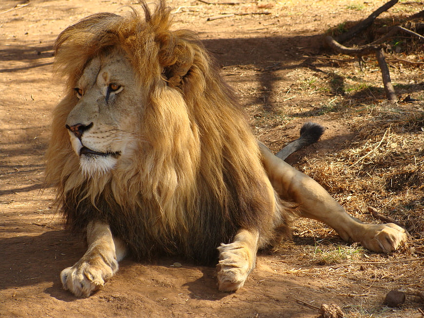 Majestic male lion resting on dry savanna ground