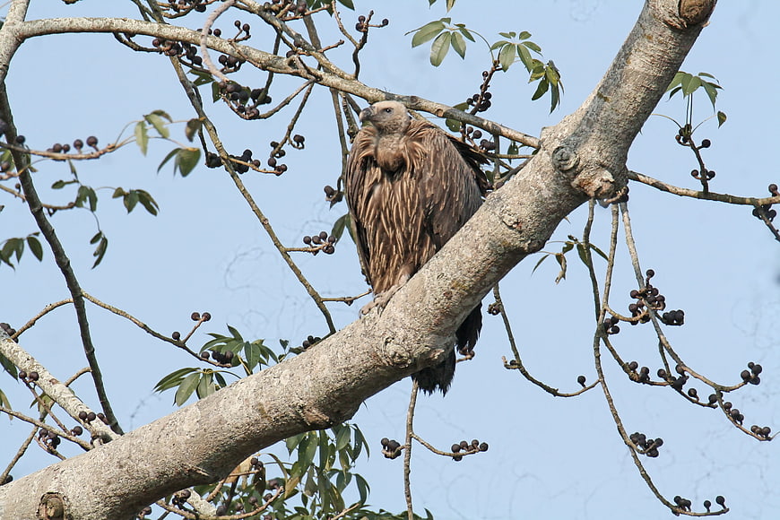Himalayan Griffon Vulture Perched on Tree Branch