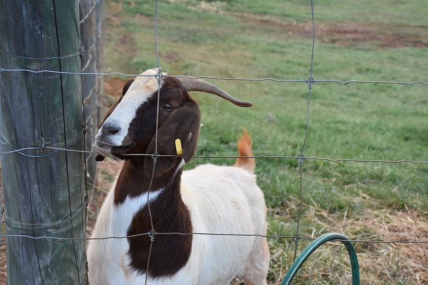Brown and white goat standing behind wire fence on farm