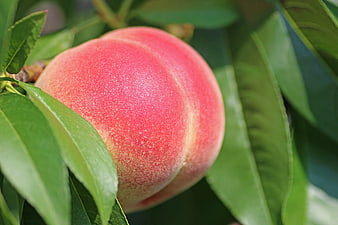Close-up of ripe peach on tree with green leaves