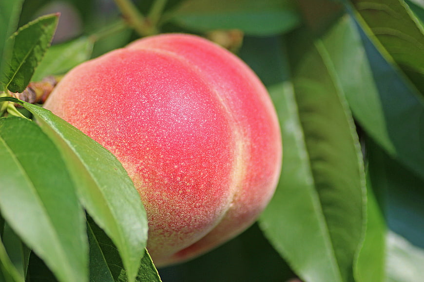 Close-up of ripe peach on tree with green leaves