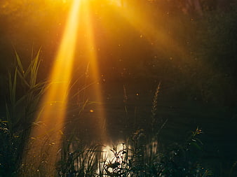 Golden Sun Rays Through Grass at Sunset