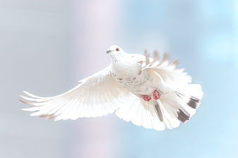 White Dove Flying with Spread Wings Against Soft Blue Sky