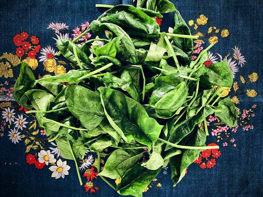Fresh washed spinach leaves on floral blue cloth