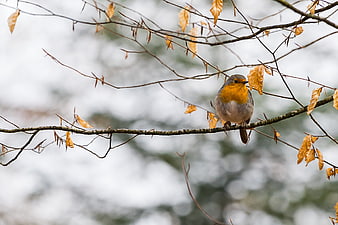 European Robin Perched On Bare Winter Branch With Autumn Leaves