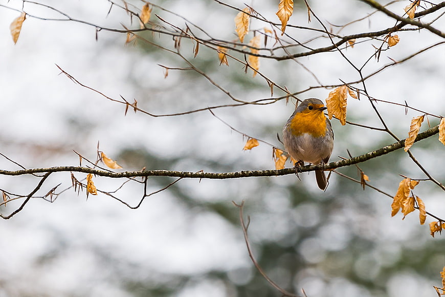 European Robin Perched On Bare Winter Branch With Autumn Leaves