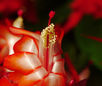 Close-up of a vibrant red Christmas cactus flower bloom