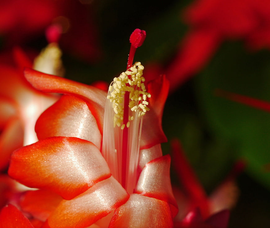 Close-up of a vibrant red Christmas cactus flower bloom