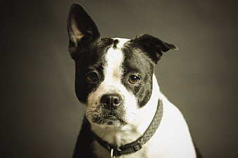 Portrait of a Black and White Boston Terrier Dog