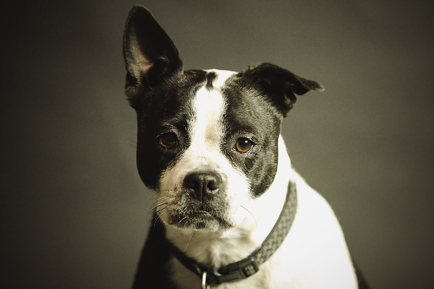 Portrait of a Black and White Boston Terrier Dog