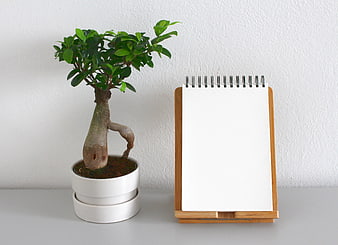 Bonsai Tree and Blank Notepad on White Background